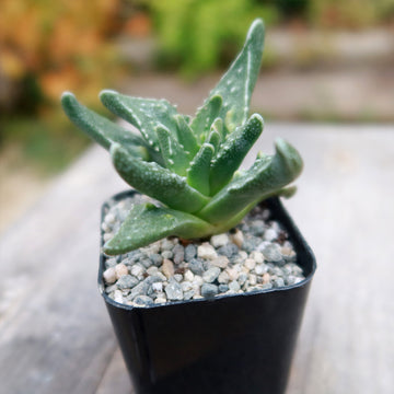 aizoaceae succulent Faucaria tuberculosa soto