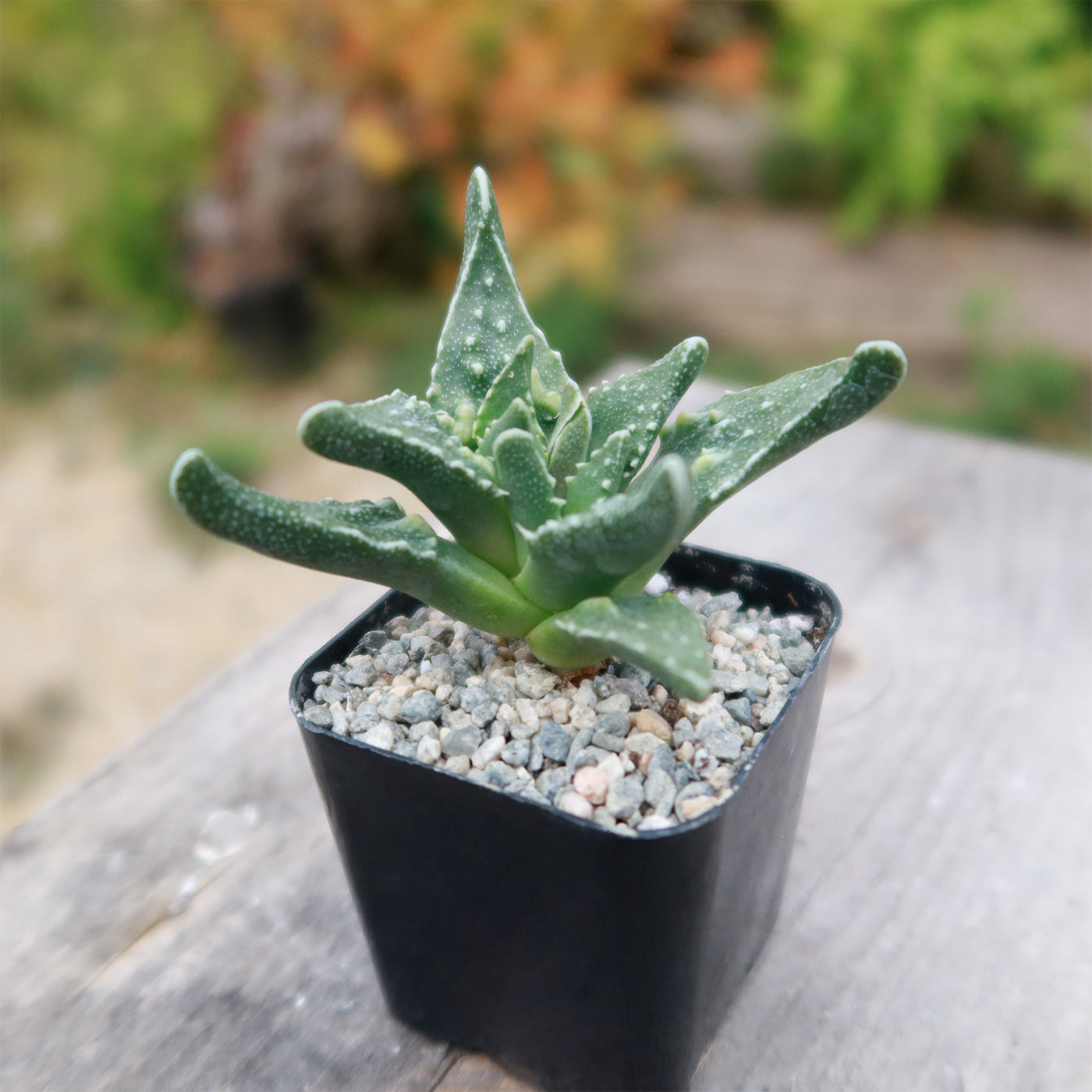 Faucaria tuberculosa soto