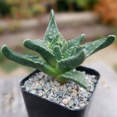 Faucaria tuberculosa soto