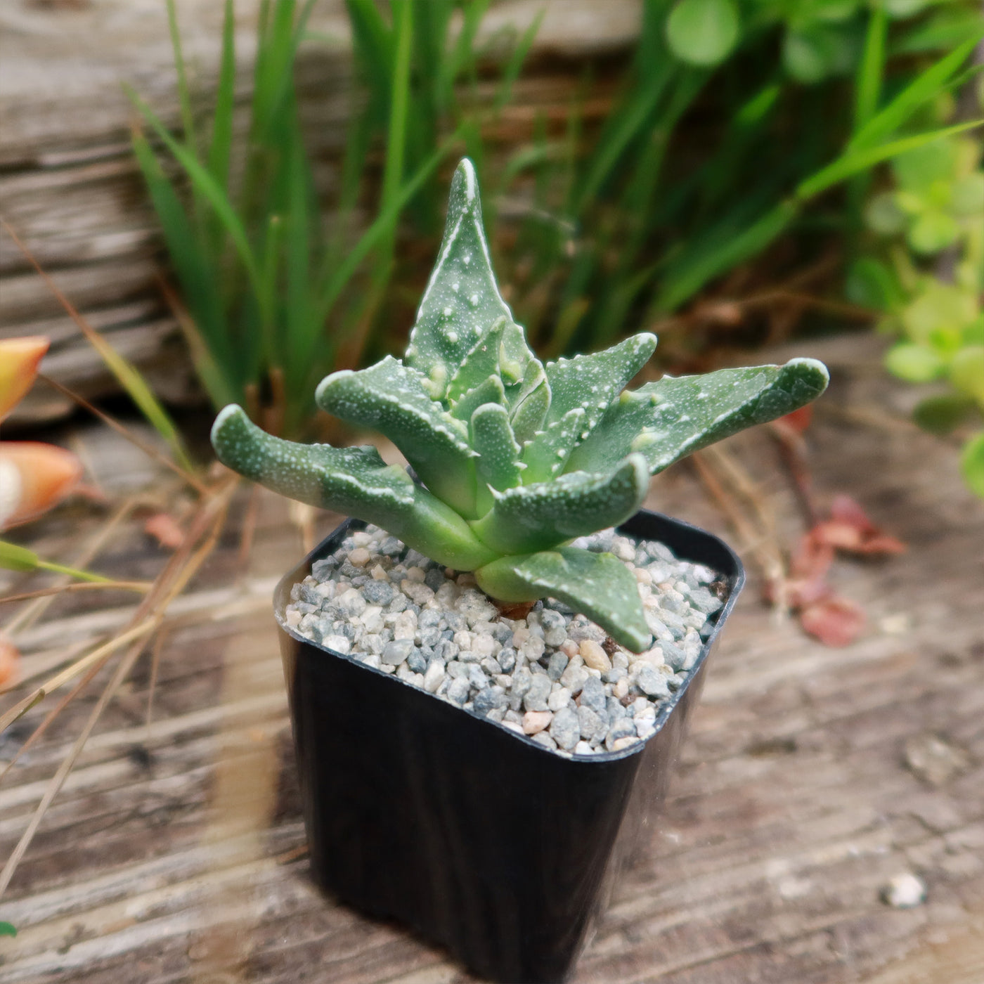 Faucaria tuberculosa soto