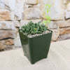 Faucaria bosscheana Haagei