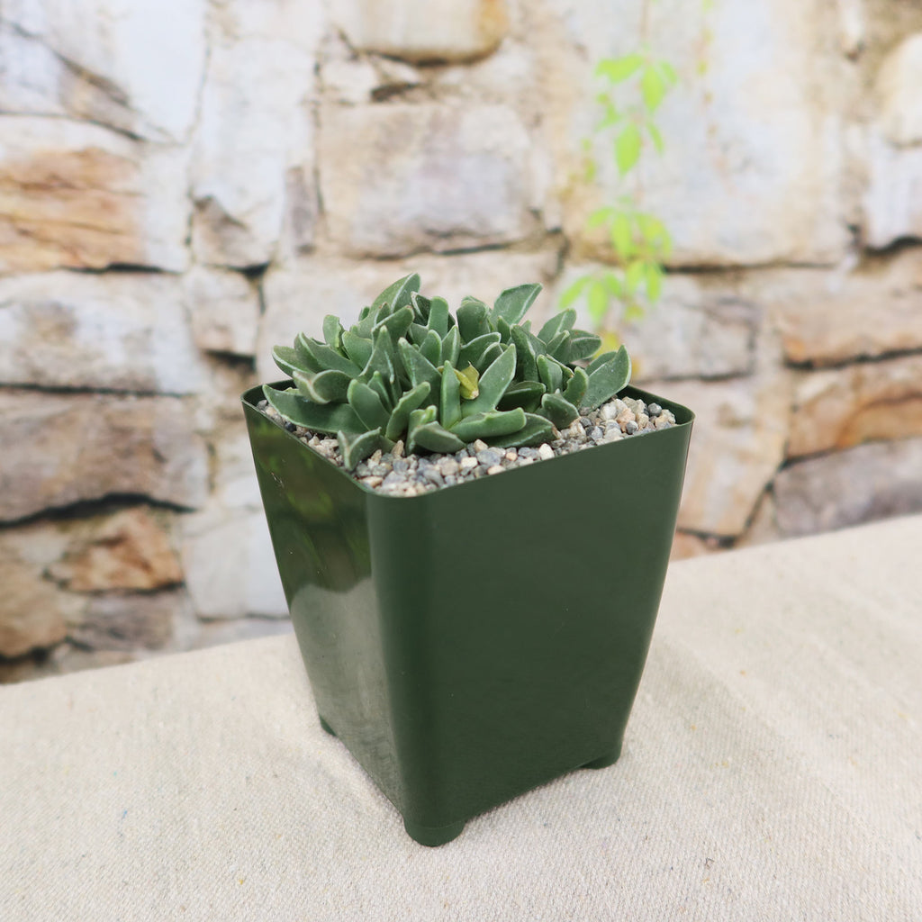 Faucaria bosscheana Haagei