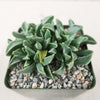 Faucaria bosscheana Haagei
