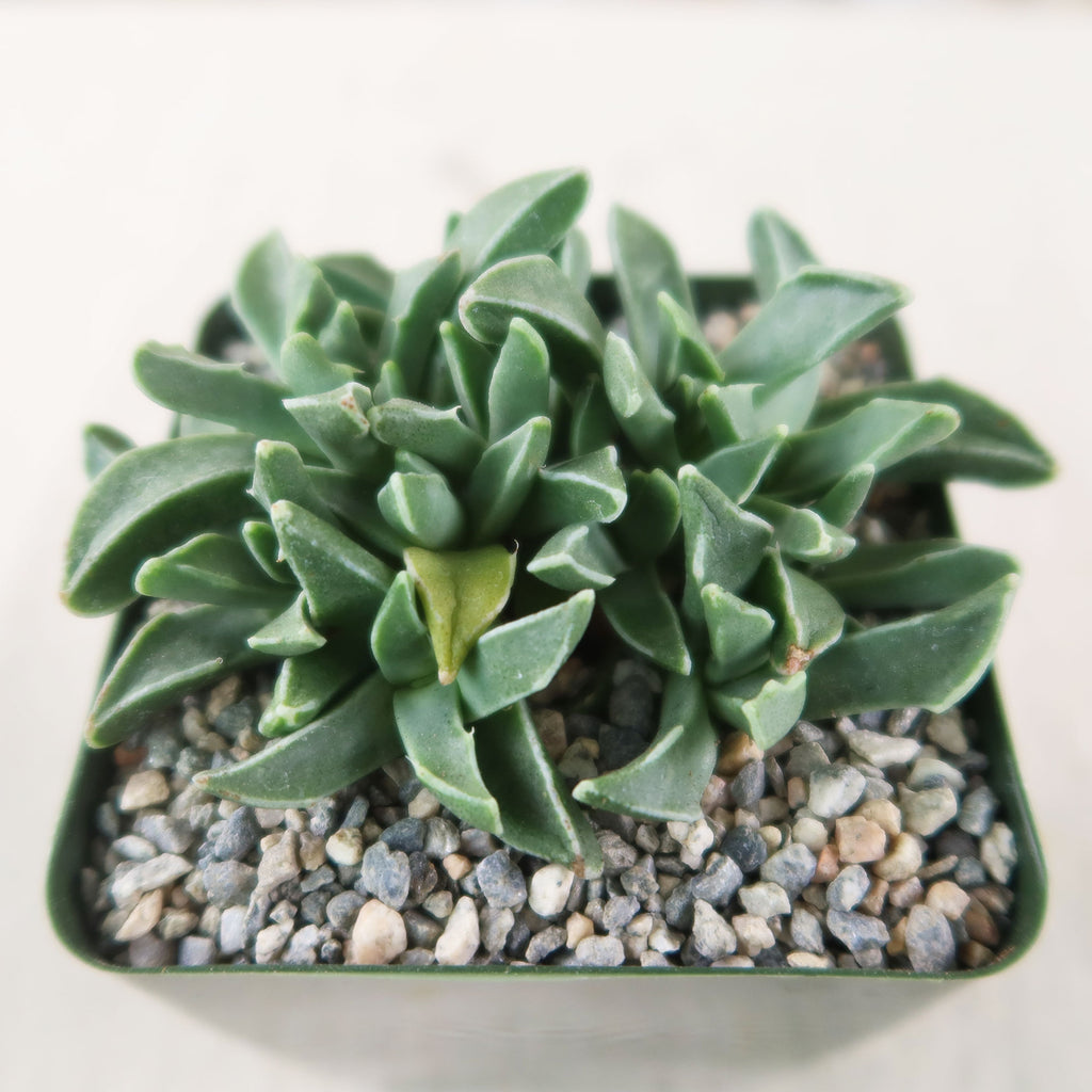 Faucaria bosscheana Haagei