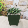 Faucaria bosscheana Haagei