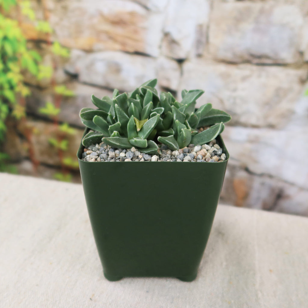 Faucaria bosscheana Haagei