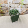 Faucaria bosscheana Haagei