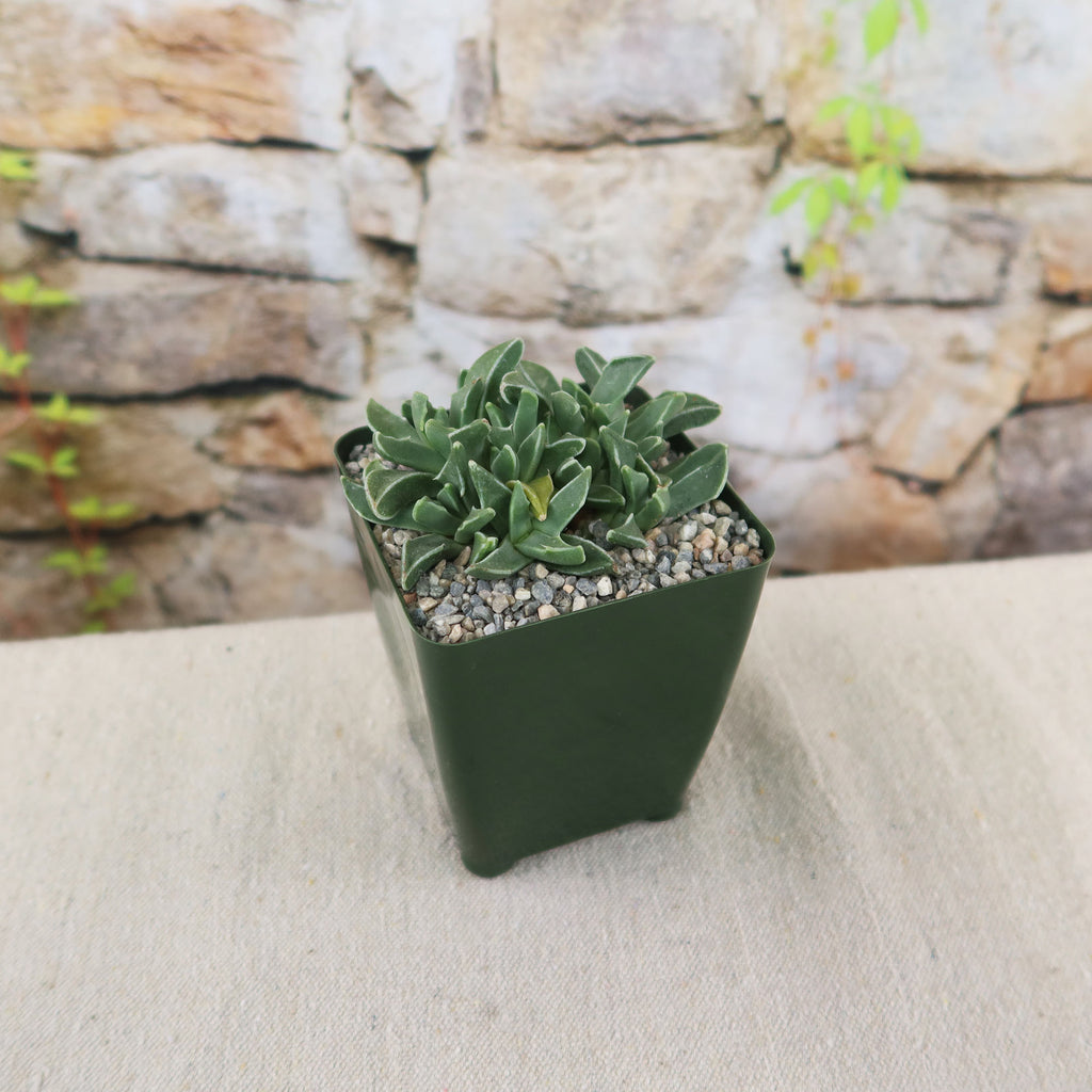 Faucaria bosscheana Haagei