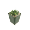 Faucaria bosscheana Haagei