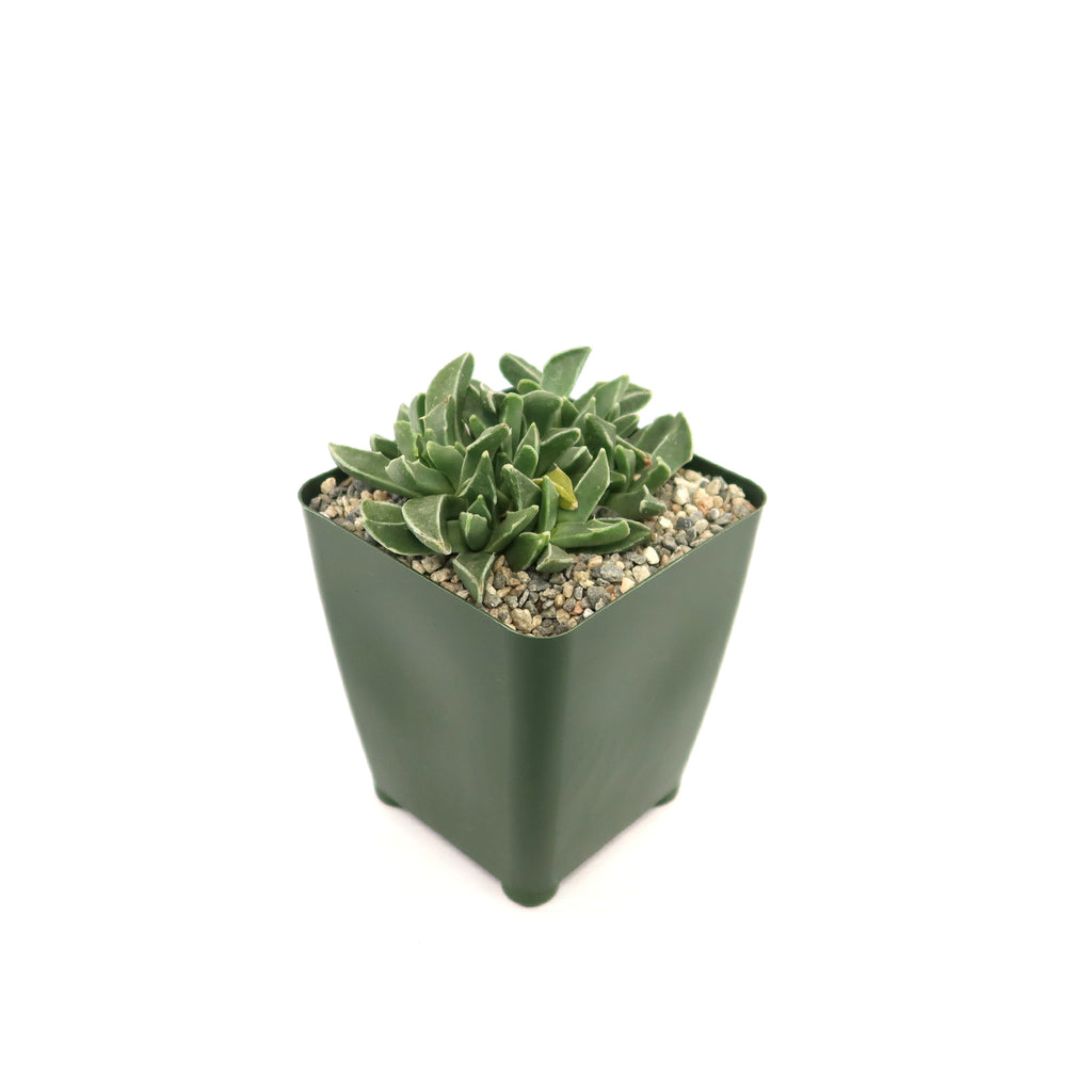 Faucaria bosscheana Haagei