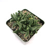 Faucaria bosscheana Haagei