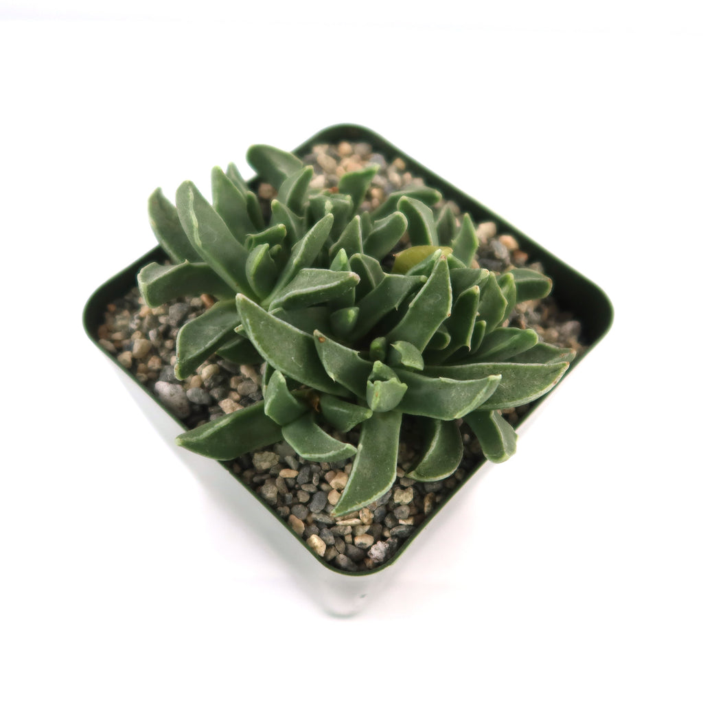 Faucaria bosscheana Haagei