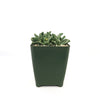 Faucaria bosscheana Haagei