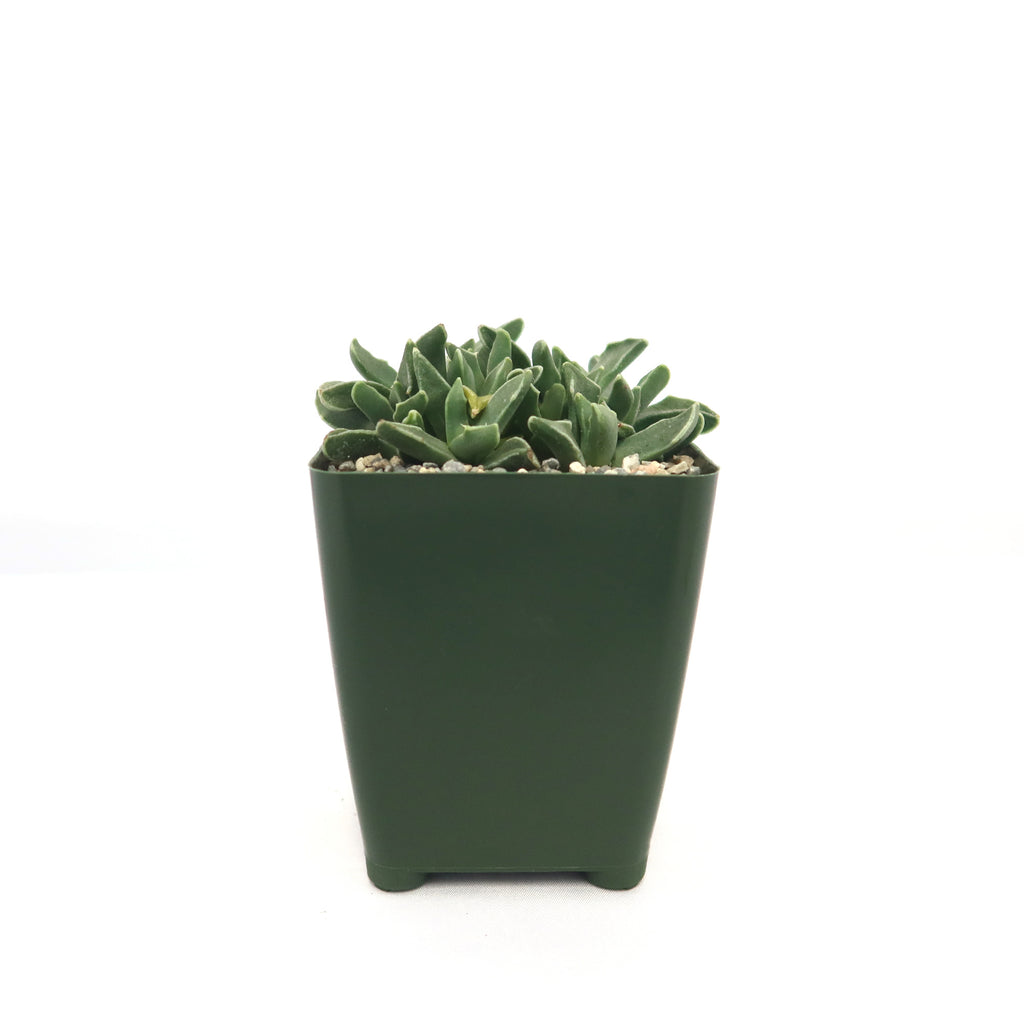 Faucaria bosscheana Haagei