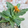 Faucaria tigrina