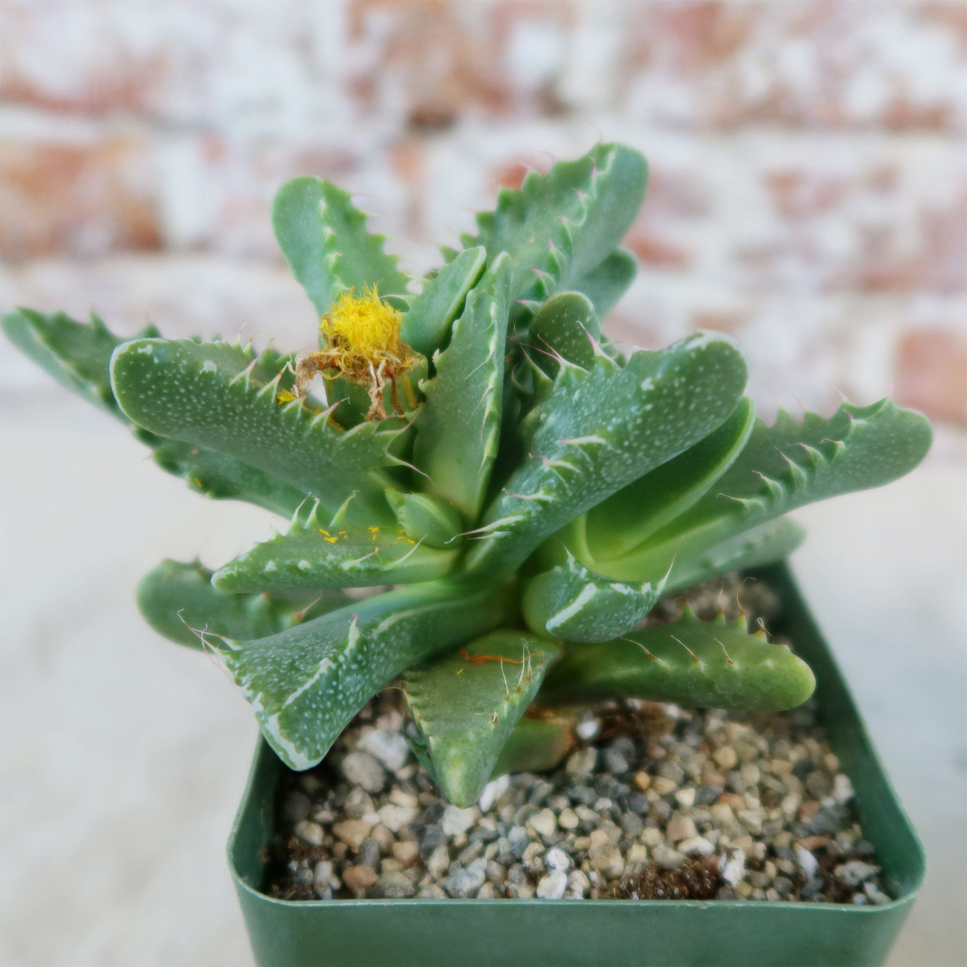 tigrina succulent Faucaria Tigrina | Clump-Forming Succulent