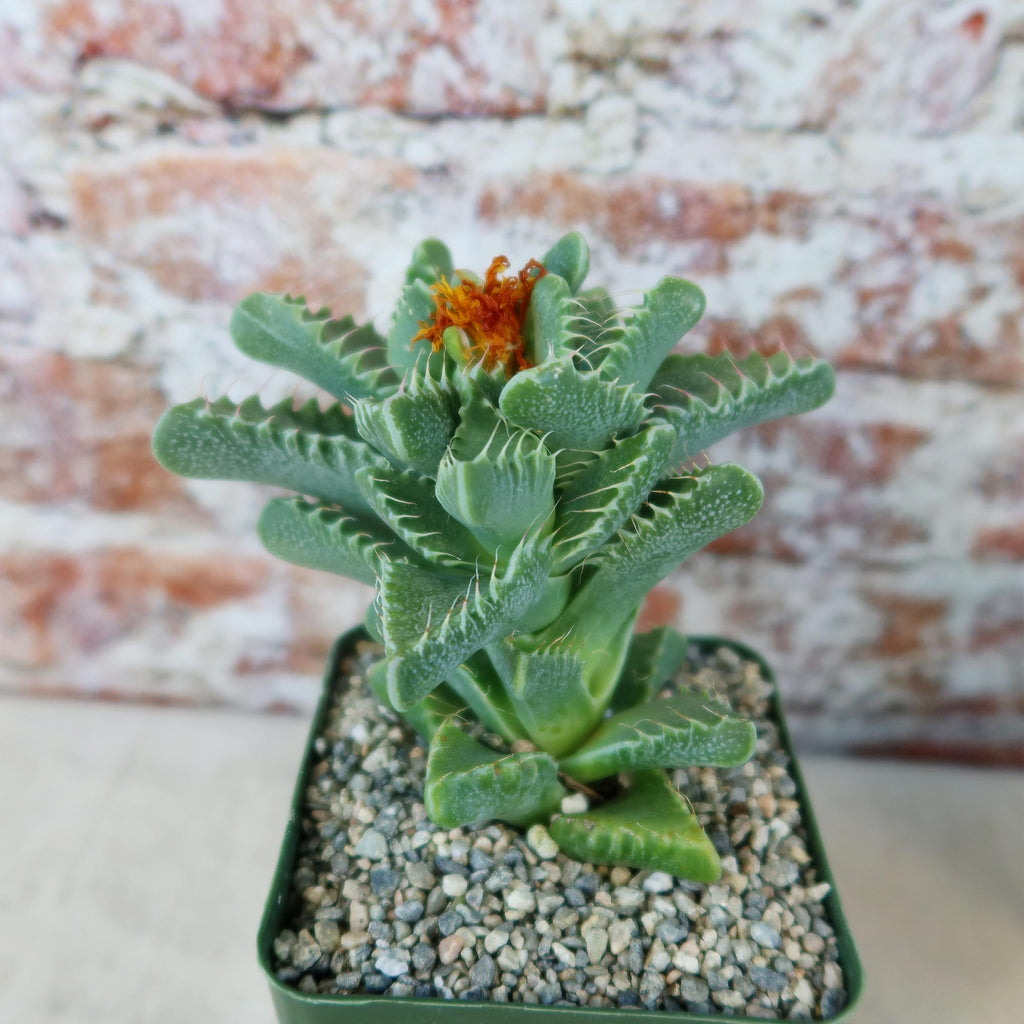 tiger mouth succulent Faucaria tigrina