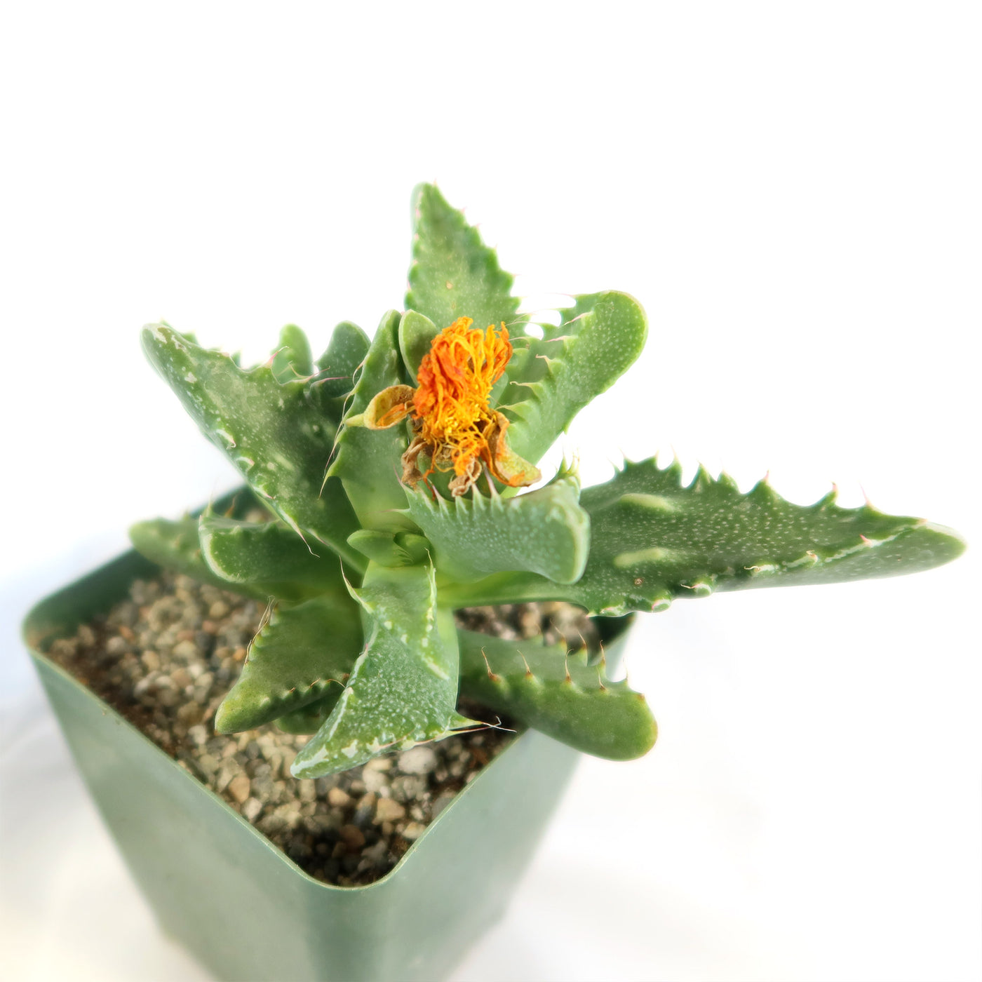 tiger kaktus Faucaria tigrina