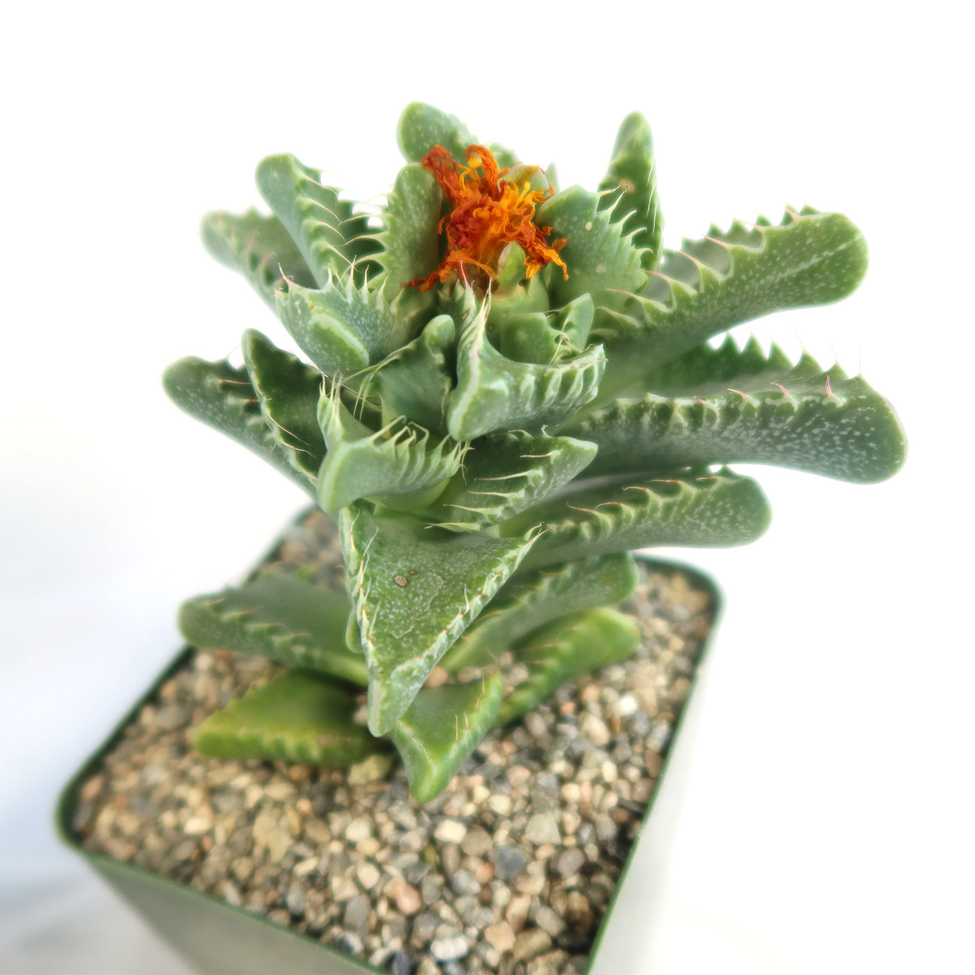 tiger plant succulent Faucaria Tigrina | Clump-Forming Succulent