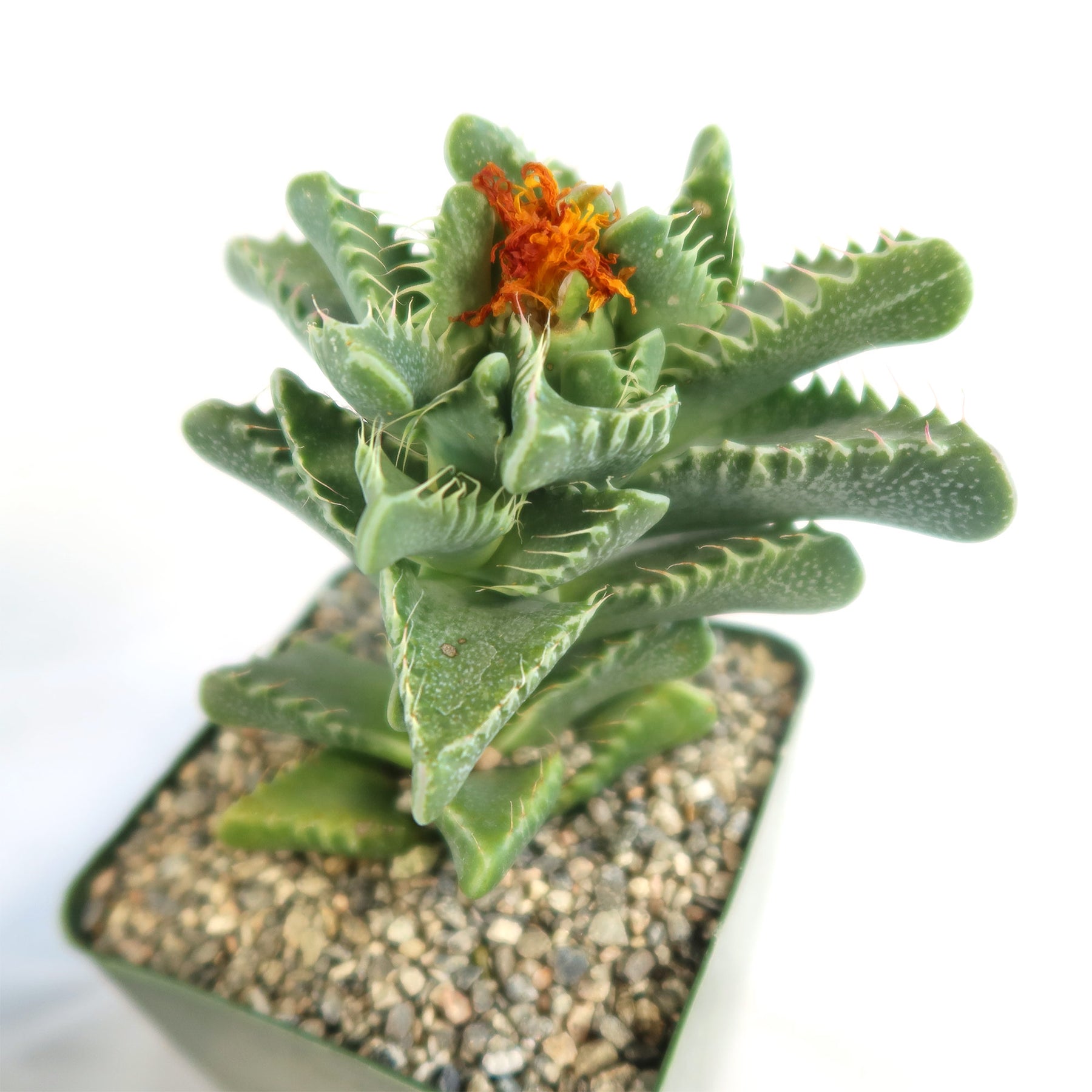 tiger succulent plant care Faucaria tigrina
