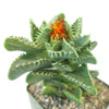 Faucaria tigrina