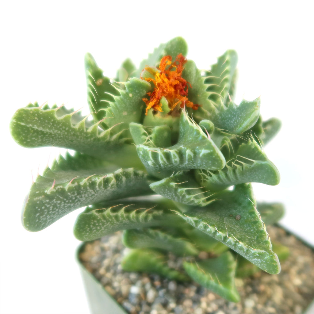 Faucaria tigrina