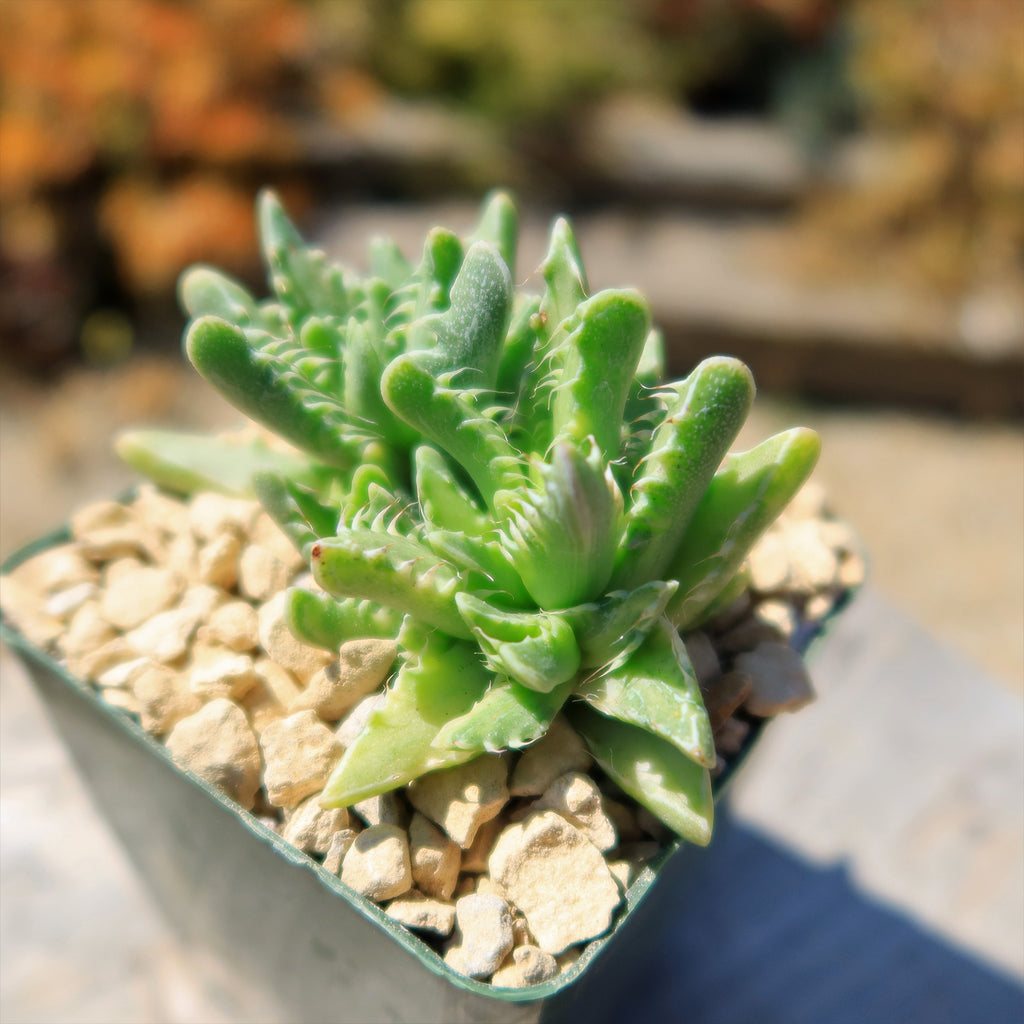 Variegated Tiger Jaws – Faucaria tigrine variegata