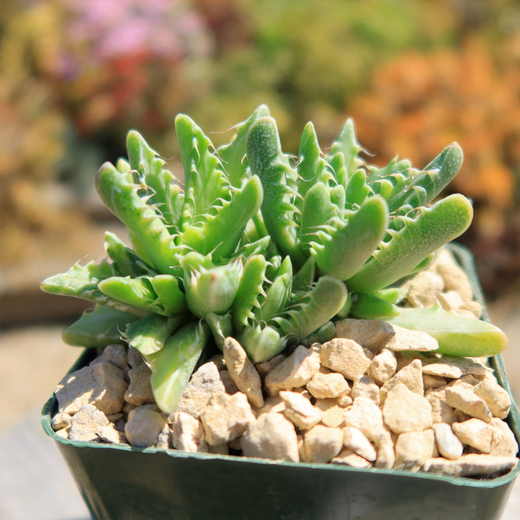 Variegated Tiger Jaws – Faucaria tigrine variegata