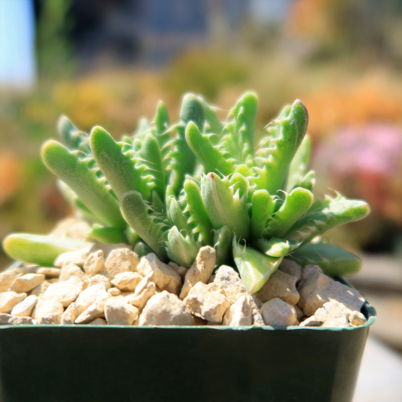 tiger jaw succulent squishy Shop 'Variegated Tiger Jaws – Faucaria tigrine variegata' Care and Info