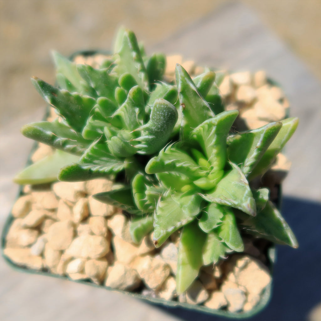 Variegated Tiger Jaws – Faucaria tigrine variegata
