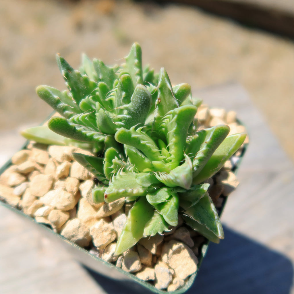 Variegated Tiger Jaws – Faucaria tigrine variegata