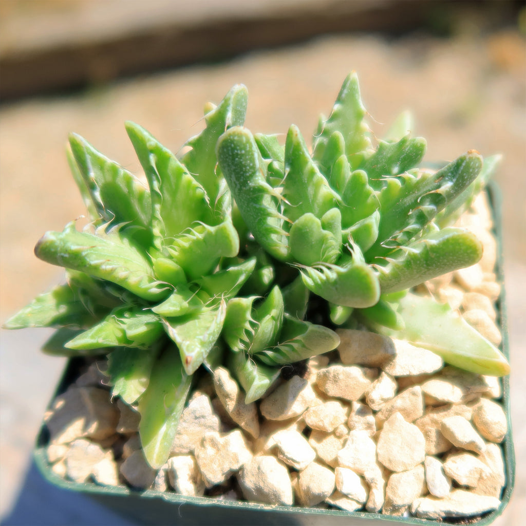 Variegated Tiger Jaws – Faucaria tigrine variegata