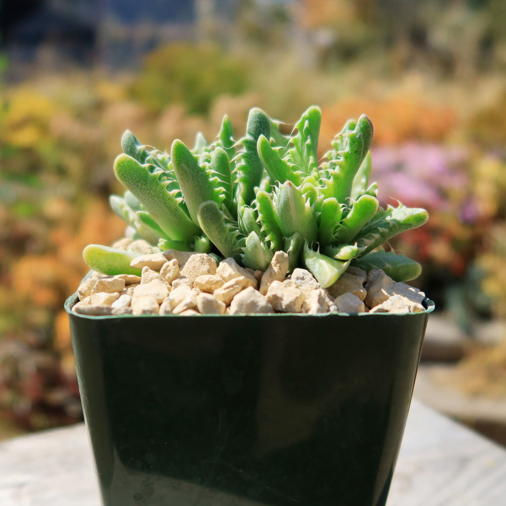 Variegated Tiger Jaws – Faucaria tigrine variegata