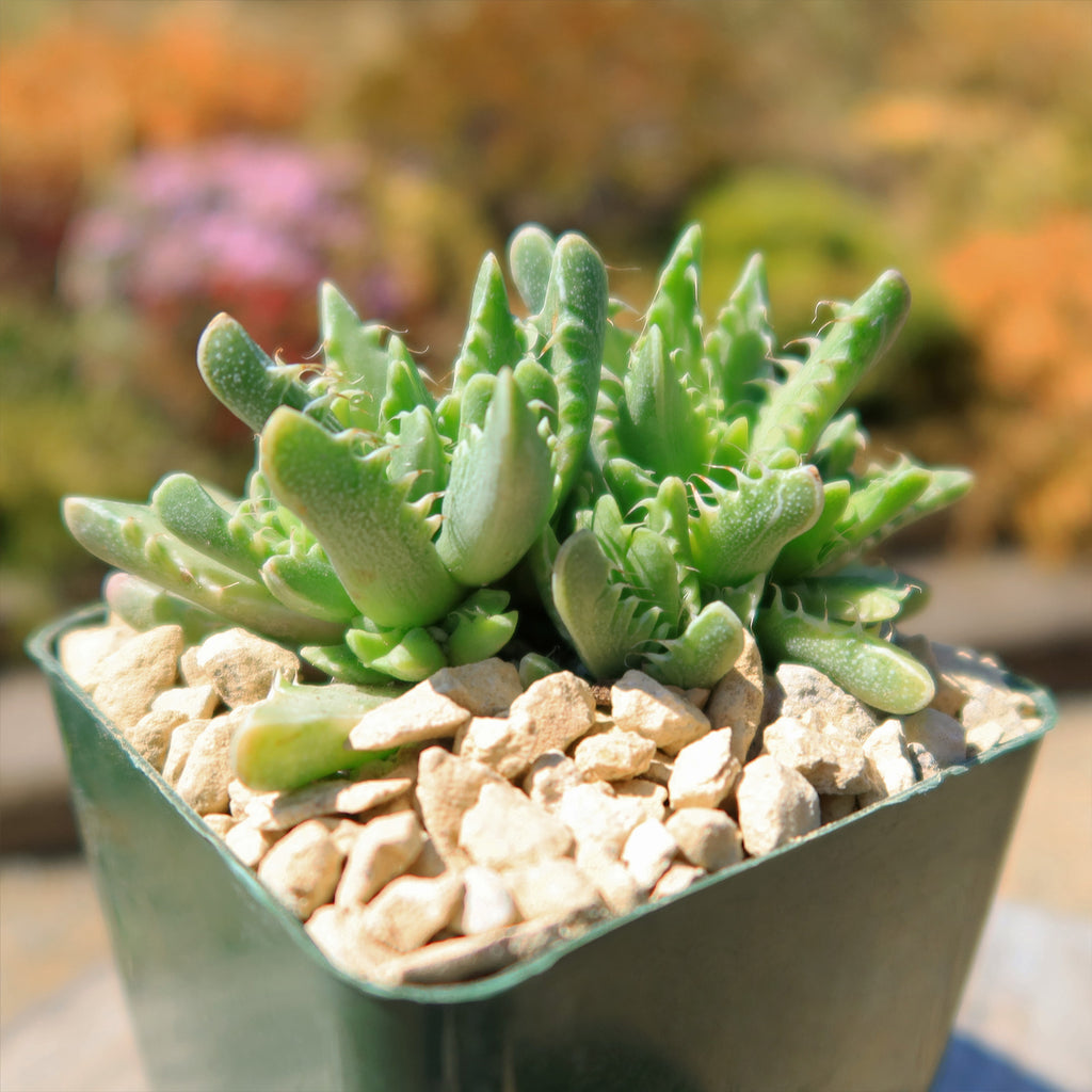 Variegated Tiger Jaws – Faucaria tigrine variegata