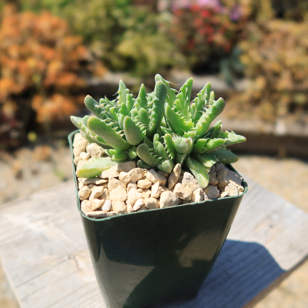 Variegated Tiger Jaws – Faucaria tigrine variegata