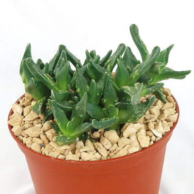 Faucaria tuberculosa soto