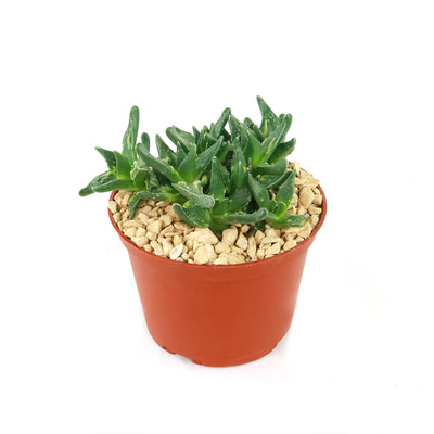 Faucaria tuberculosa soto