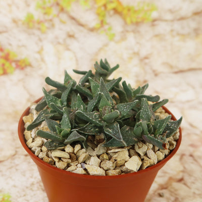 Faucaria tuberculosa soto