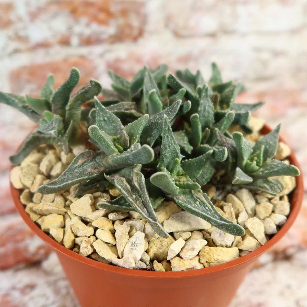 Faucaria tuberculosa soto