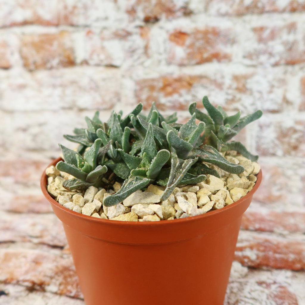 Faucaria tuberculosa soto