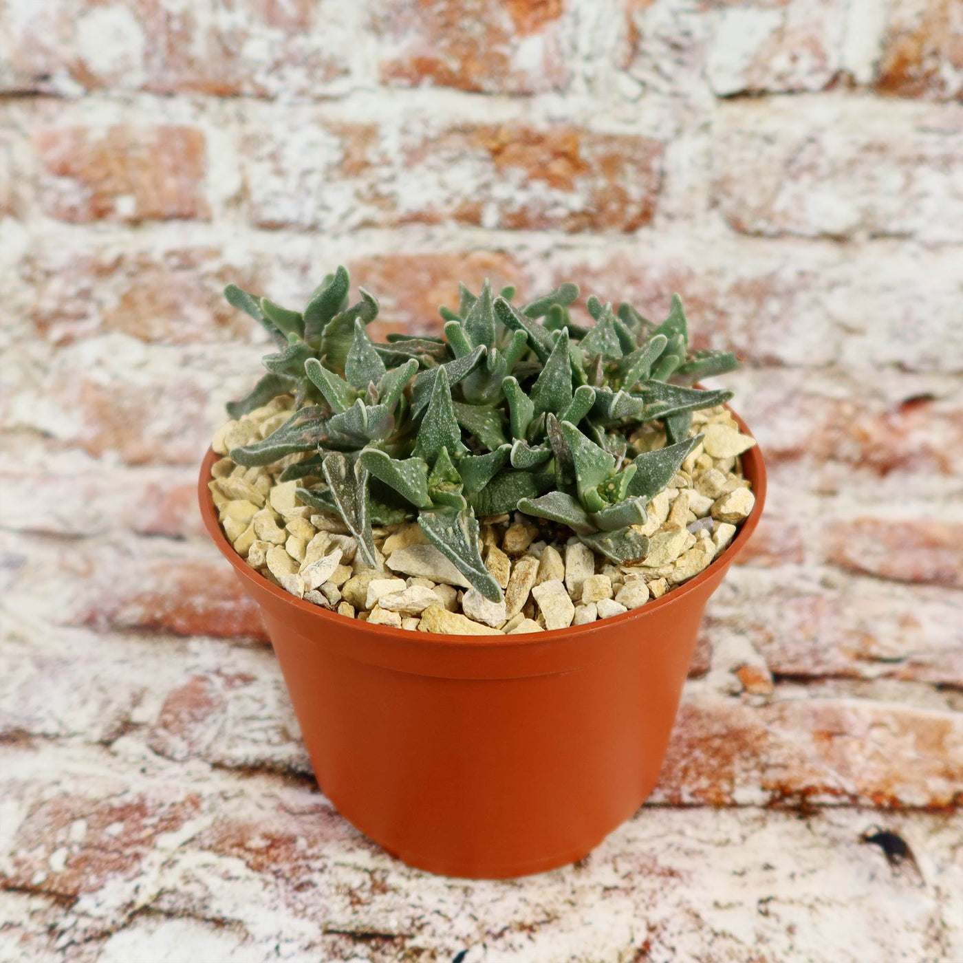 Faucaria tuberculosa soto