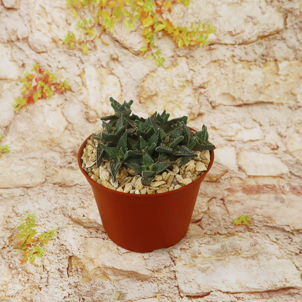 Faucaria tuberculosa soto