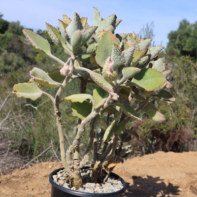 Felt Plant - Kalanchoe beharensis' Fang'