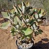 Felt Plant - Kalanchoe beharensis&