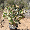 Felt Plant - Kalanchoe beharensis&