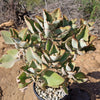 Felt Plant - Kalanchoe beharensis&