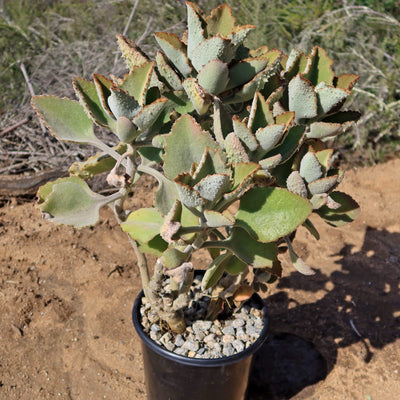 Felt Plant - Kalanchoe beharensis' Fang'