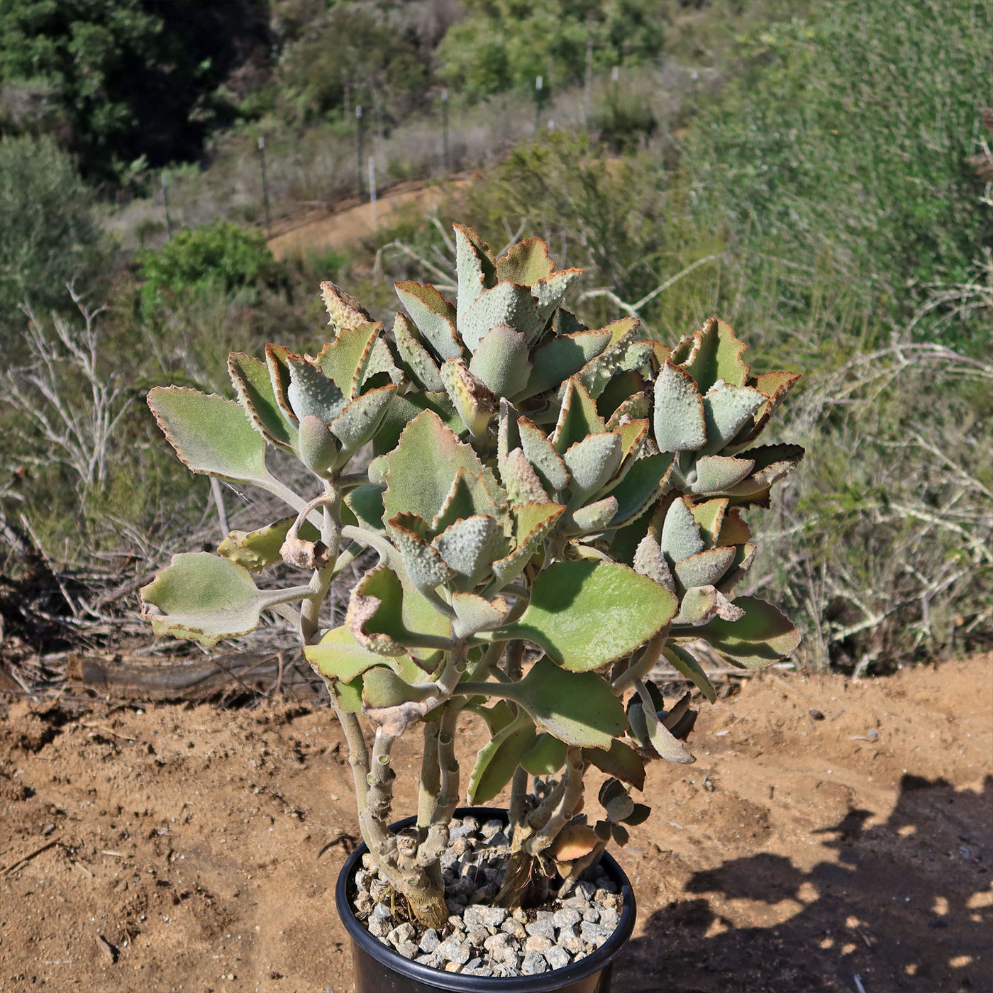 succulent kalanchoe Kalanchoe beharensis' Fang'