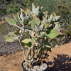 Felt Plant - Kalanchoe beharensis&