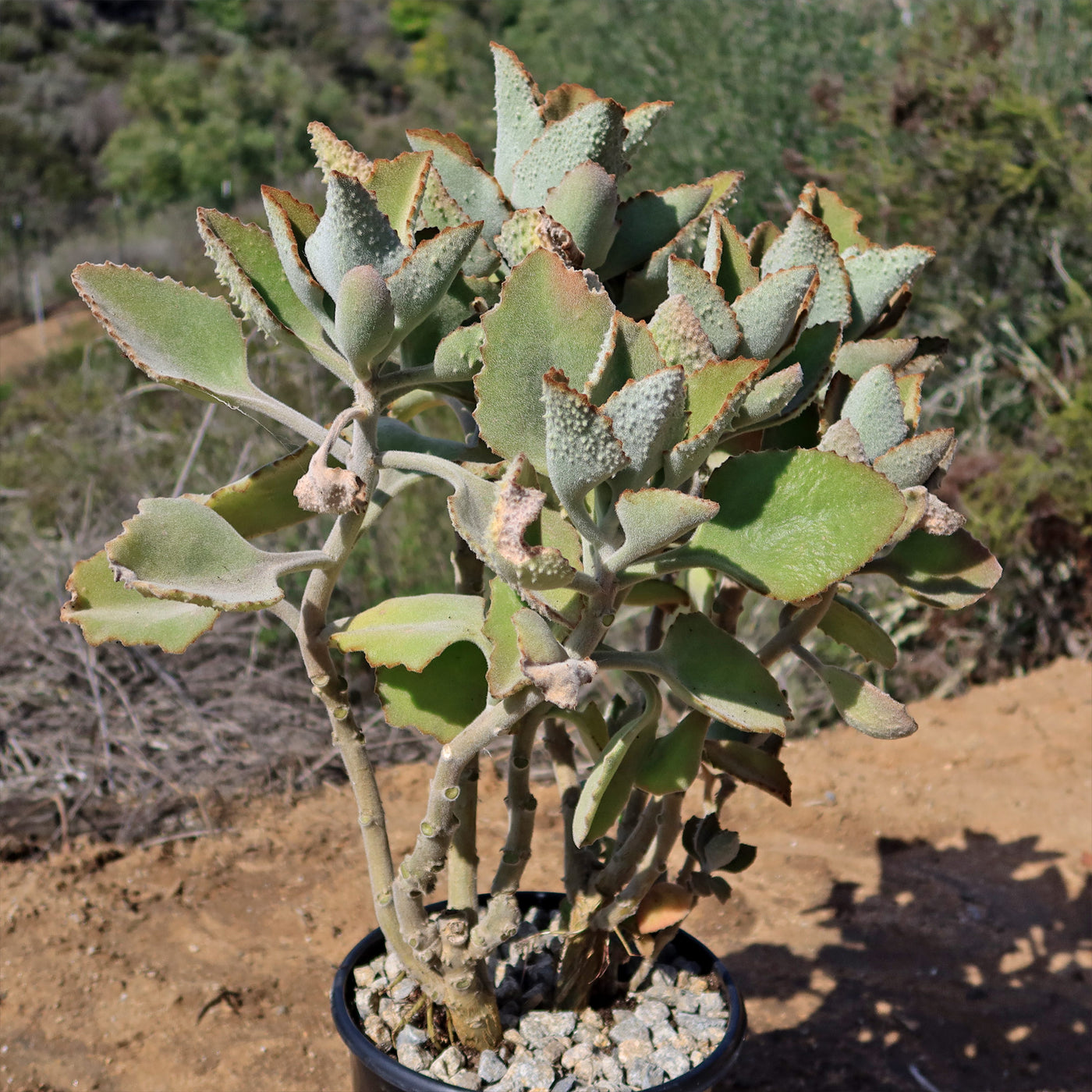 fang succulent care Kalanchoe beharensis' Fang'